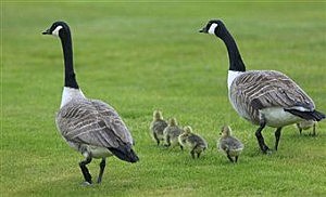 Canada Geese and Goslings, by Phil Inglis Getty Images Canada Geese and Goslings, by Phil Inglis Getty Images