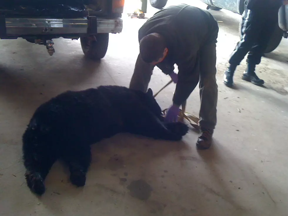Over 200 Bears Killed in NJ Hunt