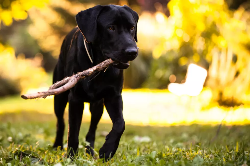 How to keep your pet cool in the NJ heatwave