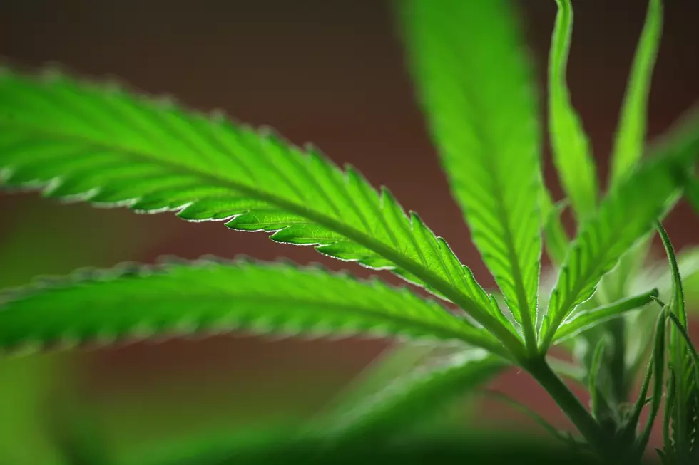 Manchester raid yields marijuana, pit bulls and five suspects