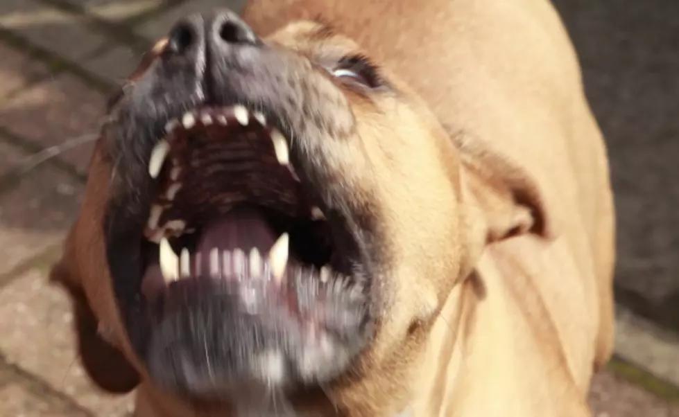 Interstate dog fight probe advances, two of nine arrestees indicted