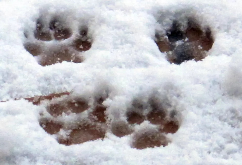 Reminder to New Jersey pet owners: Be careful of the rock salt you use