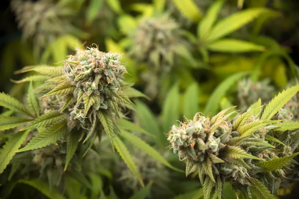 If you think your son or daughter got in trouble for smoking pot, you can no longer ask police about it