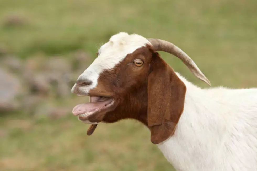 New Jersey borough closing barn door on farm animals on residential properties