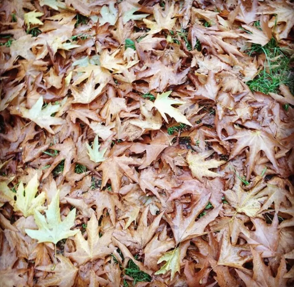 It’s a Rainy Day in Ocean County–Wet Leaves