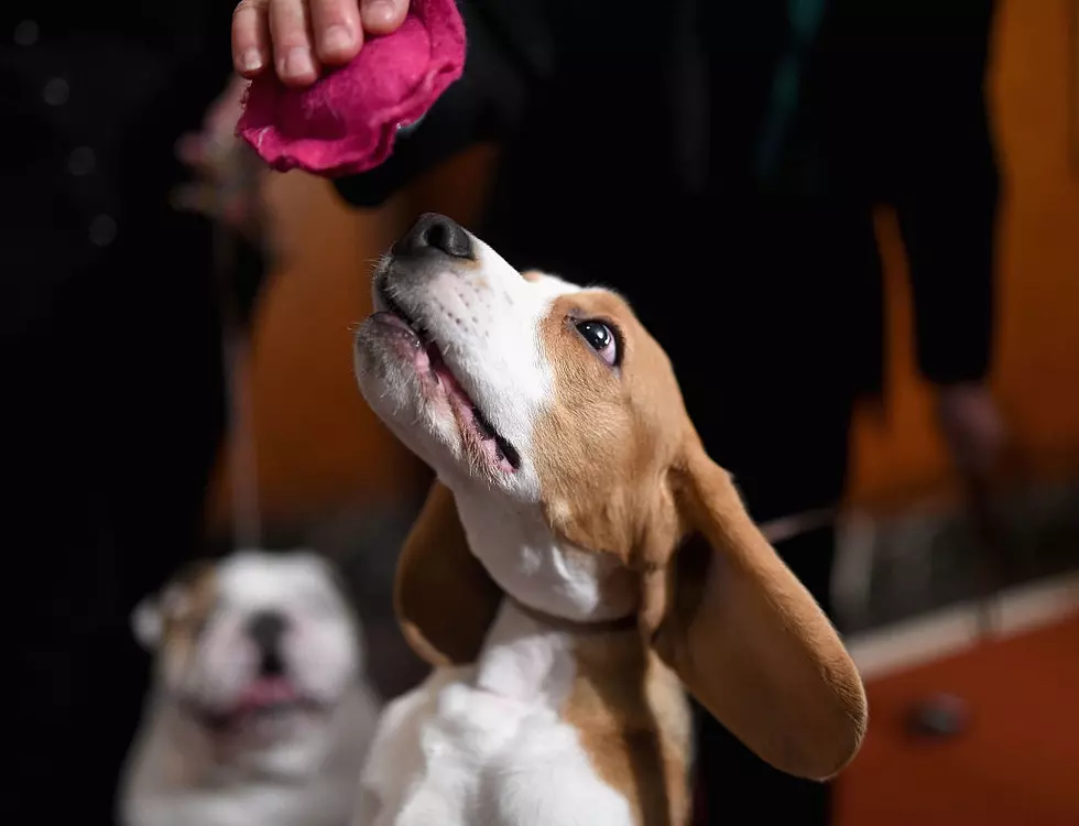 Beagle dies after being rescued from frozen pond in Middletown