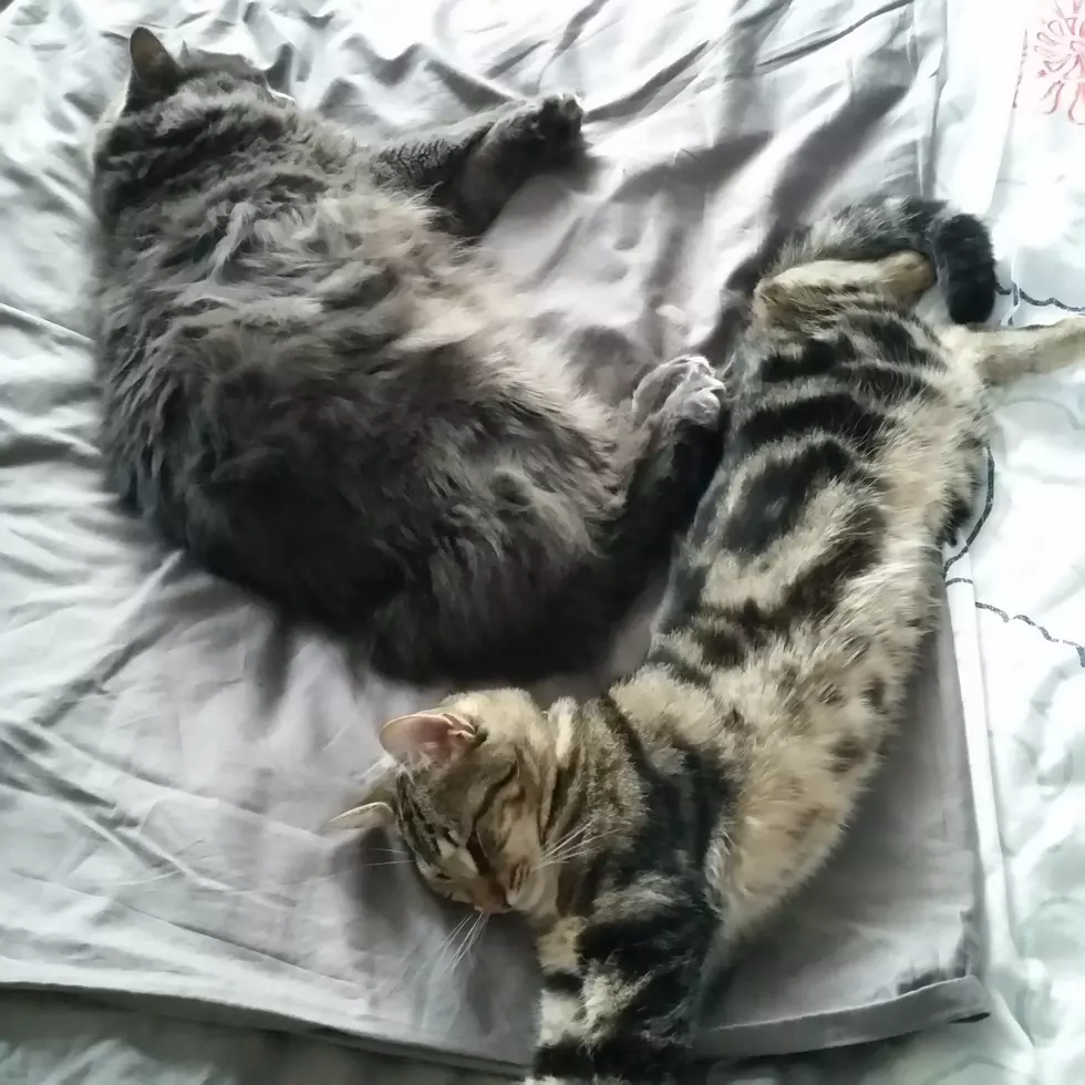 Pet Patrol – Jeter Missing From Manahawkin
