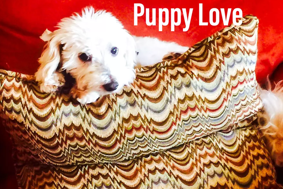 Puppy Love Contest Winner