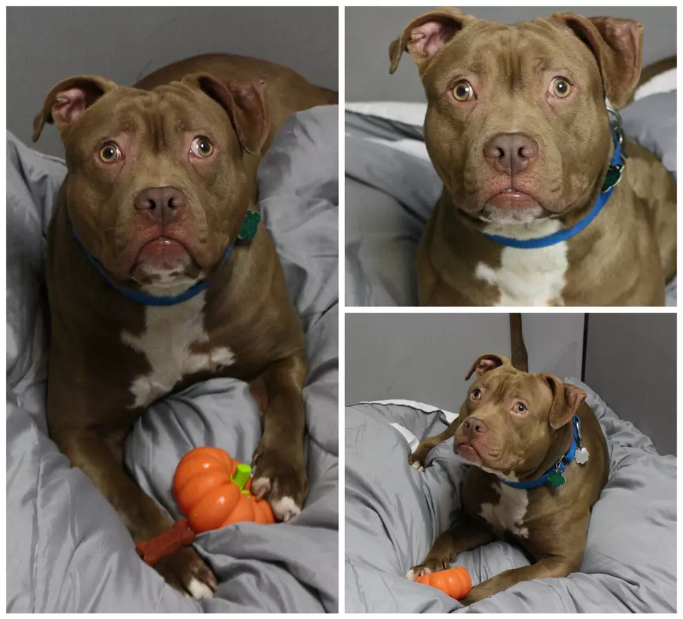 Silly Shadow is Waiting for his Forever Home