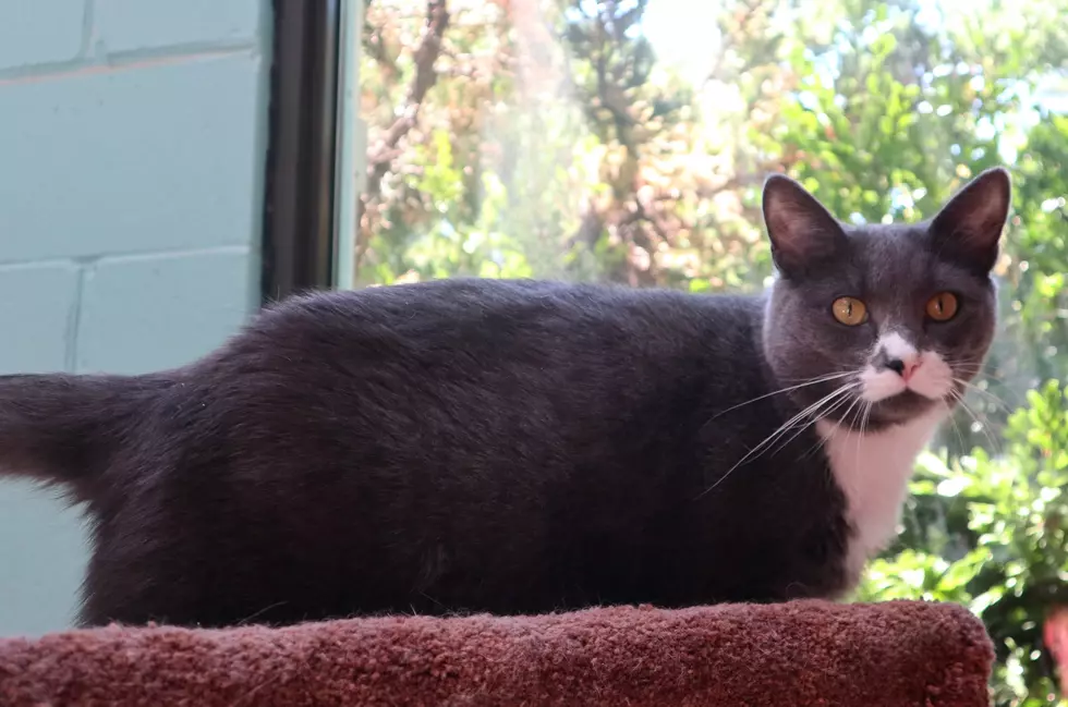 This Silly and Friendly Boy is Our Pet of the Week