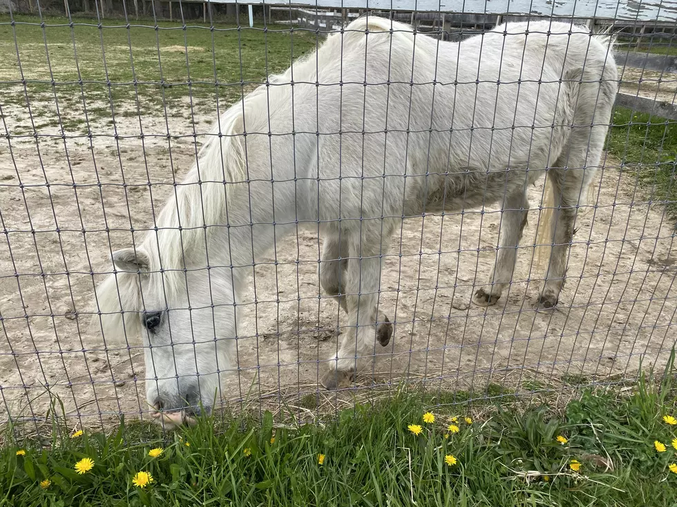 This One New Jersey Farm Rescues More Than Animals