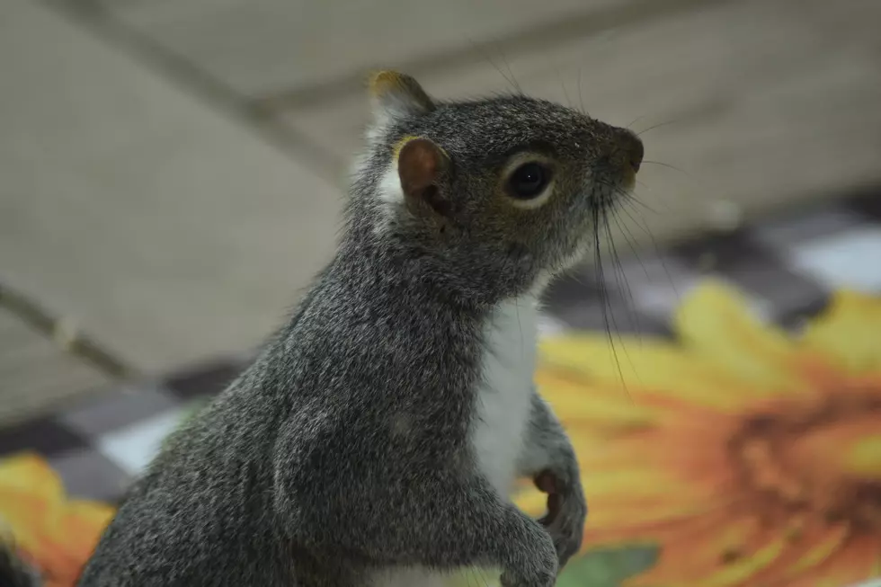 It’s New Jersey’s Adorable Furry and Feathered Backyard Friends
