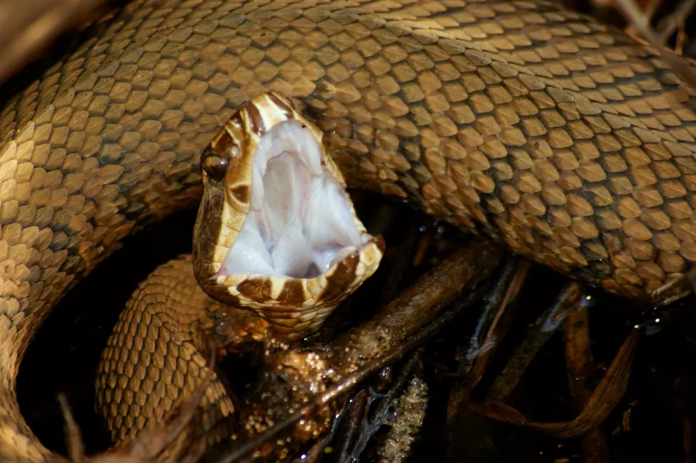 Think You Saw a Water Moccasin in New Jersey? You’re Probably Wrong