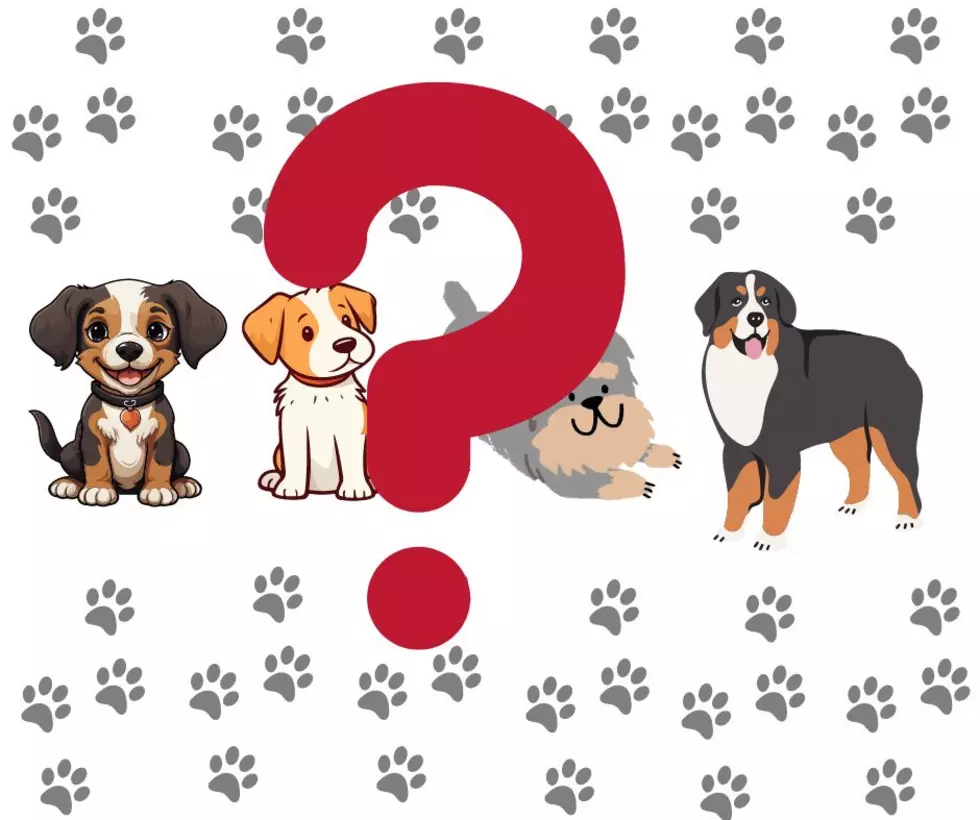 Is It Really A Law In New Jersey: How Many Dogs Can We Have in NJ