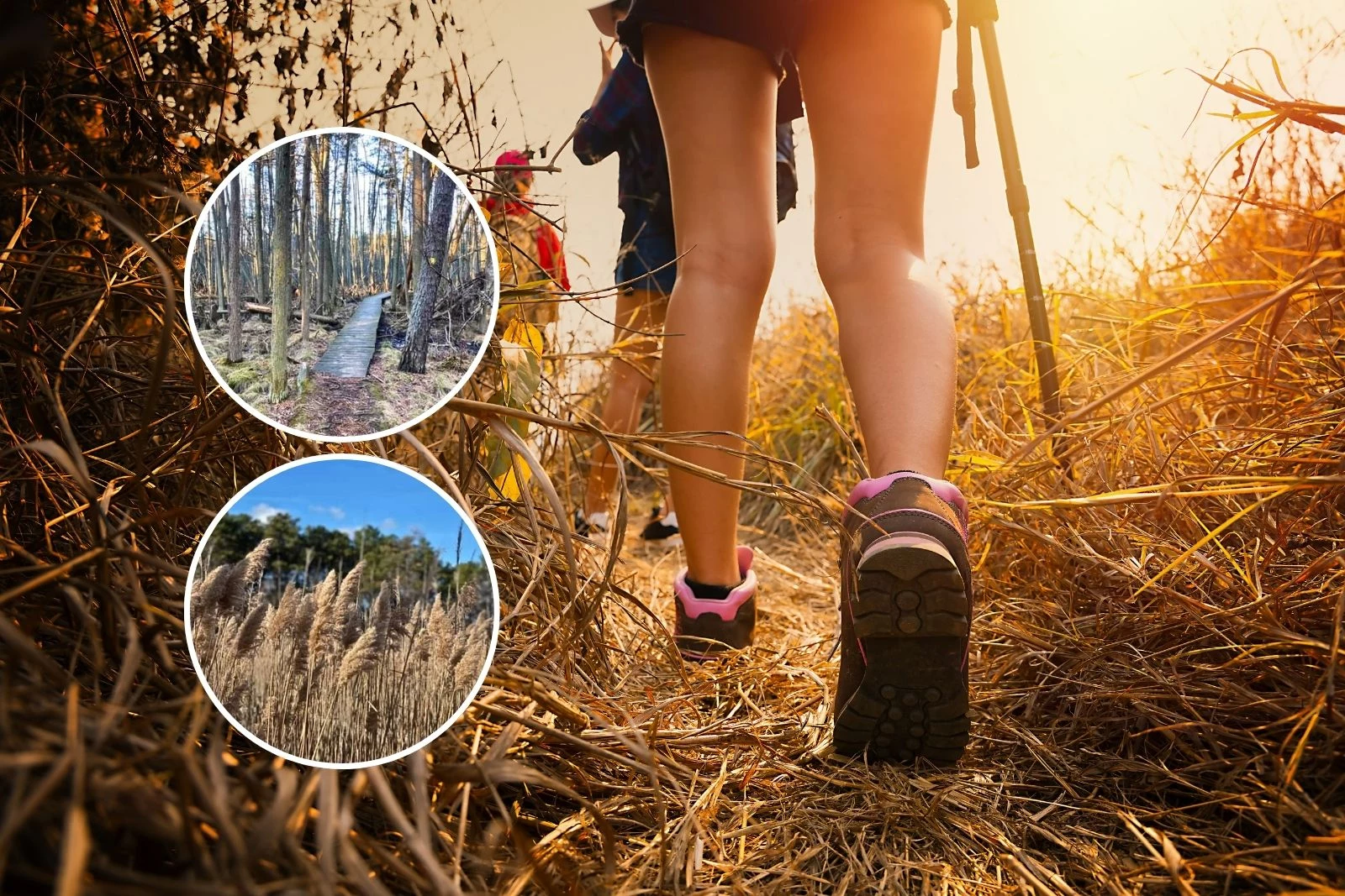 The Most Beautiful Trail to Take a Hike in Toms River, New Jersey