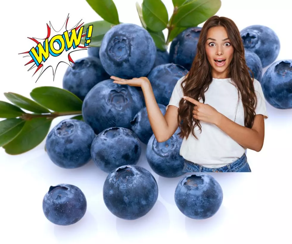 Hidden Amazing U-Pick Blueberry Patch You Need to Check Out in New Jersey