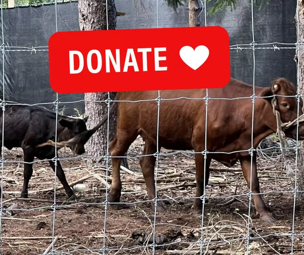 Animal Sanctuary in Berkeley Township New Jersey Needs Your Help