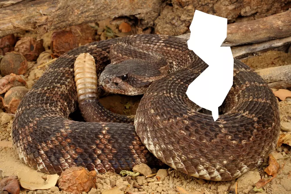 Beware: This Is The Most Dangerous Snake In New Jersey🐍