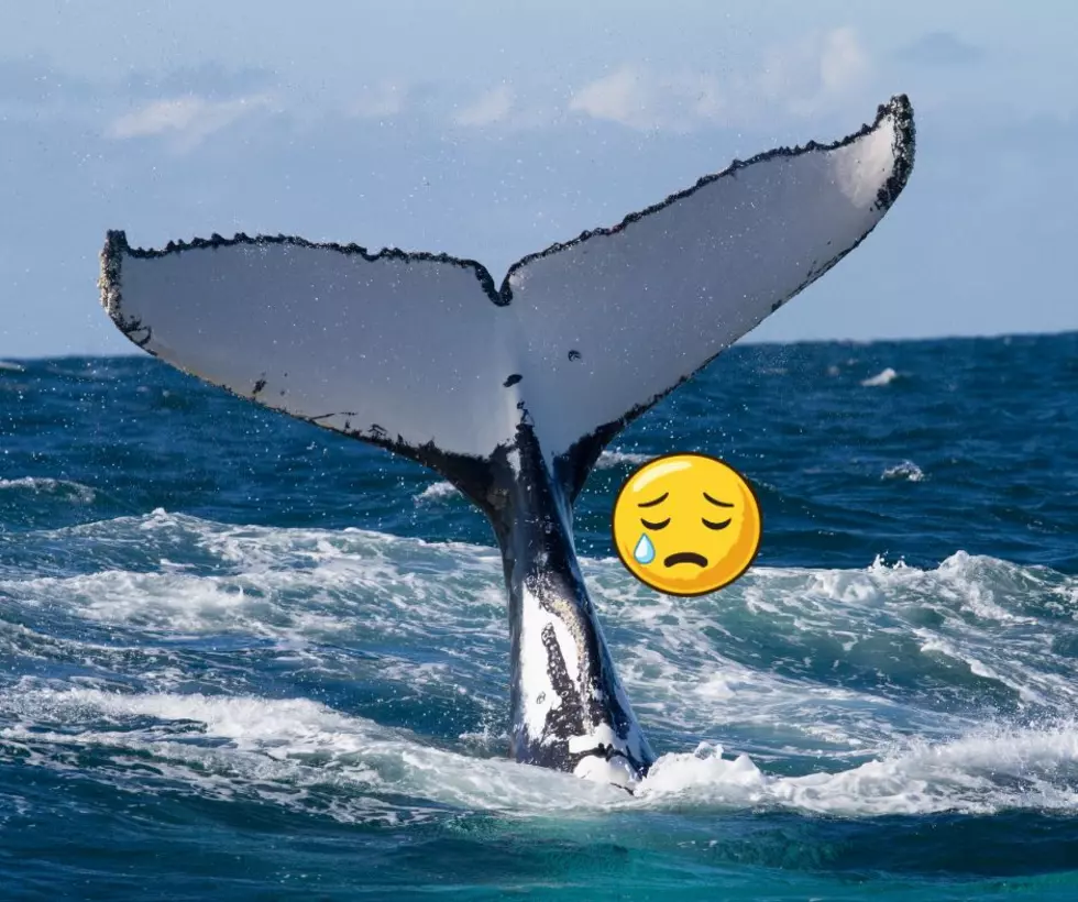 First Whale Stranded of 2026 Washes Ashore at the Jersey Shore in Ocean County
