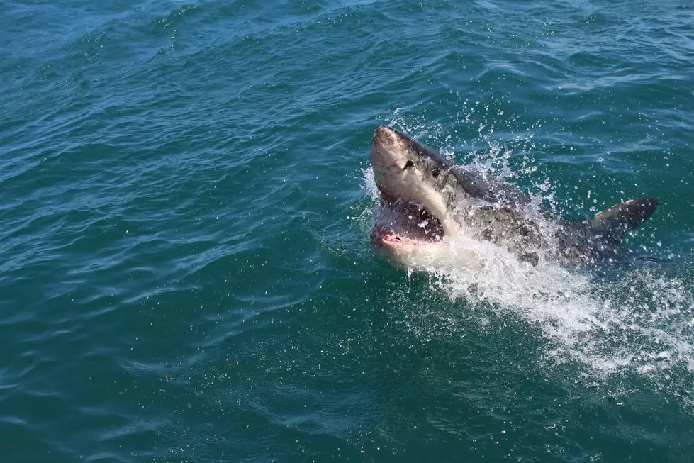 It’s Shark Week! Let’s Take A Good Look At The Latest Ocean City Shark Attacks