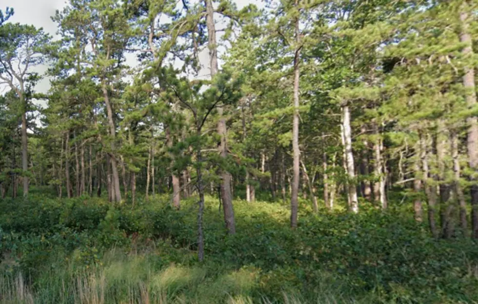 Man With Dog Surprises Bigfoot in Lacey Township