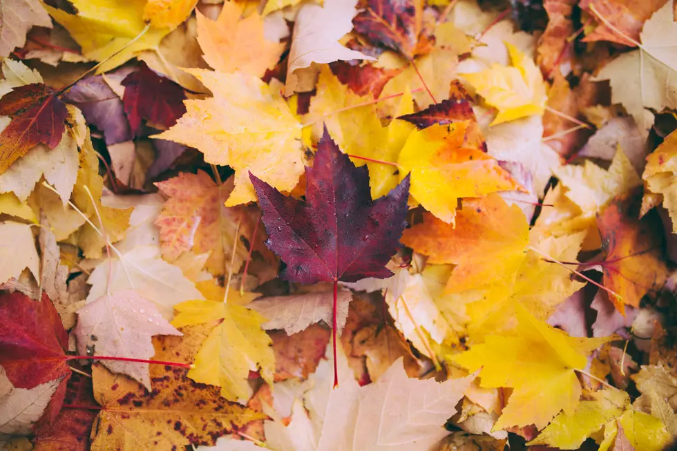 Bummer: We May Get Dull Fall Foliage in NJ This Year Thanks to Drought